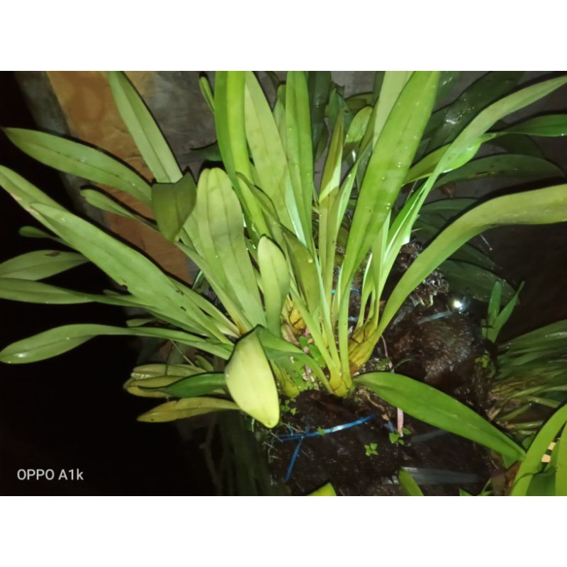 angrek ketupat/angrek daun 3