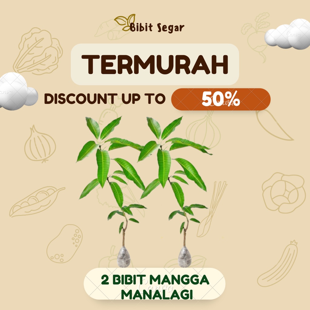 PAKET 2 BIBIT MANGGA MANALAGI