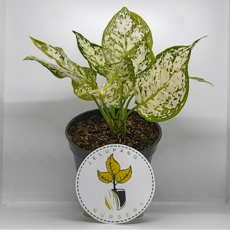 AGLONEMA DUD WHITE THAILAND/ALONEMA IMPORT DUD WHITE/TANAMAN HIAS