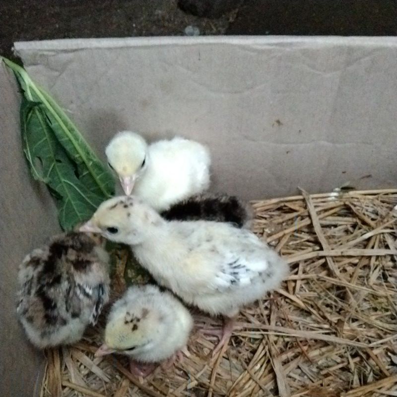 

ayam kalkul