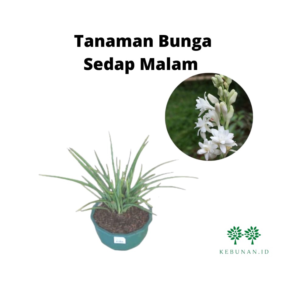 Bibit Sedap Malam Wangi Rimbun Siap Berbunga/Tanaman Hias Bunga Sedap Malam