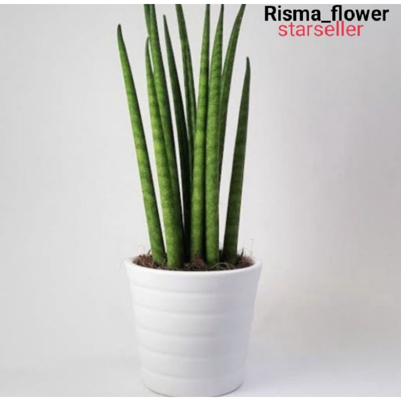 POHON SANSIVERA TOMBAK / TANAMAN HIAS SANSIVERA