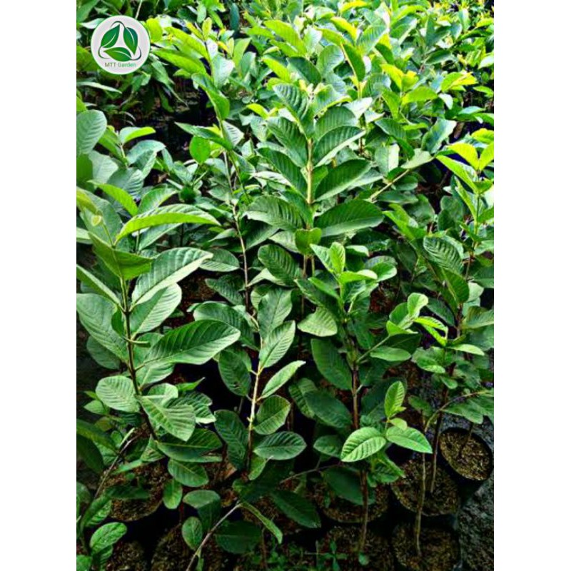 Bibit Jambu Kristal(Jambu Tanpa Biji)