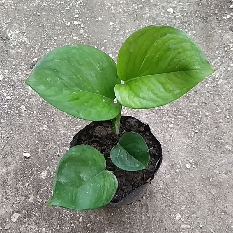 mutasi sirih manjula/sirih mangkok 4-5 daun