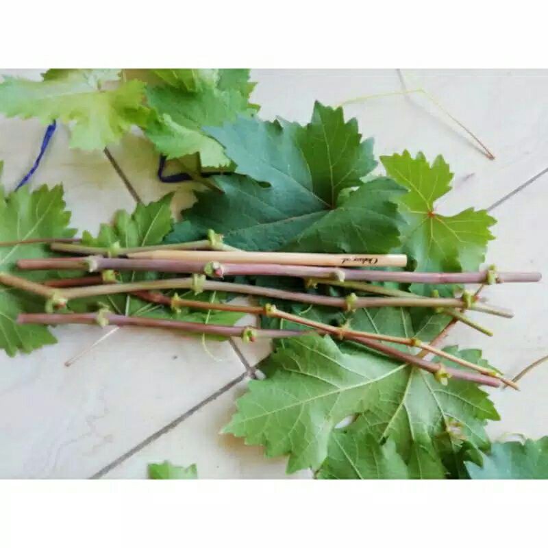 entress anggur impor