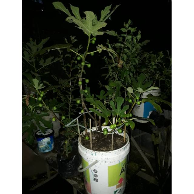 BIBIT POHON TIN TURKEY YG SUDAH BERBUAH