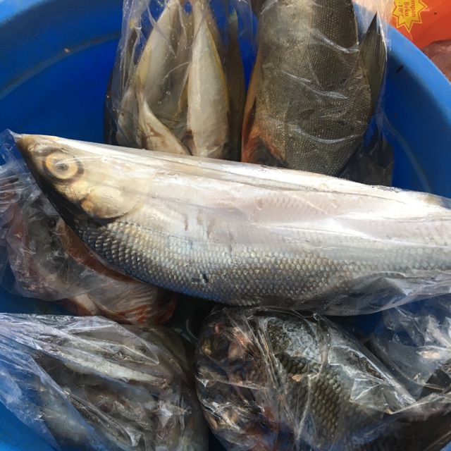 

Ikan Bandeng segar