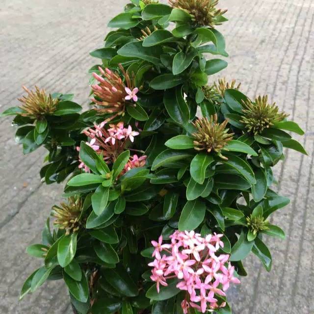 tanaman asoka bunga pink / tanaman soka bangkok