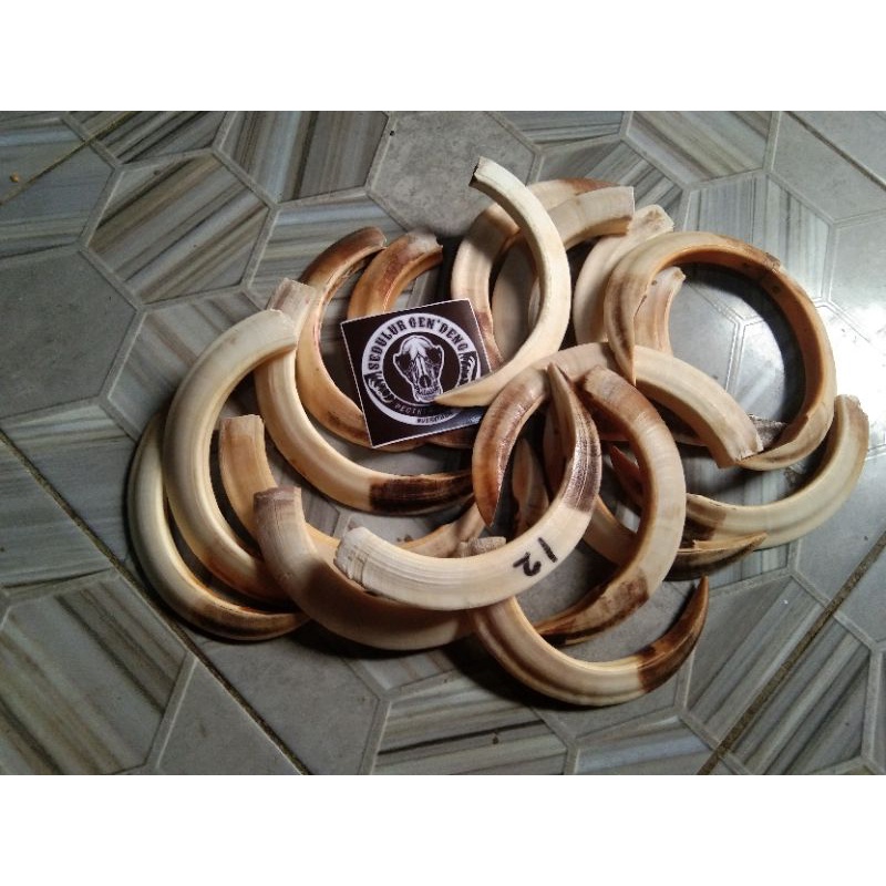 TARING BABI HUTAN ASLI 100% 12CM MENTAHAN