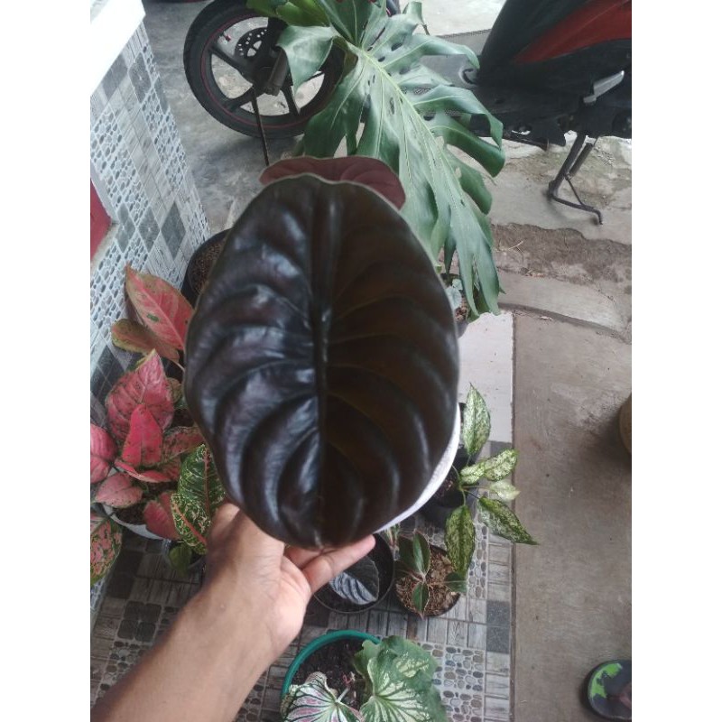 Tanaman hias Alocasia Cuprea/Alocasia tengkorak