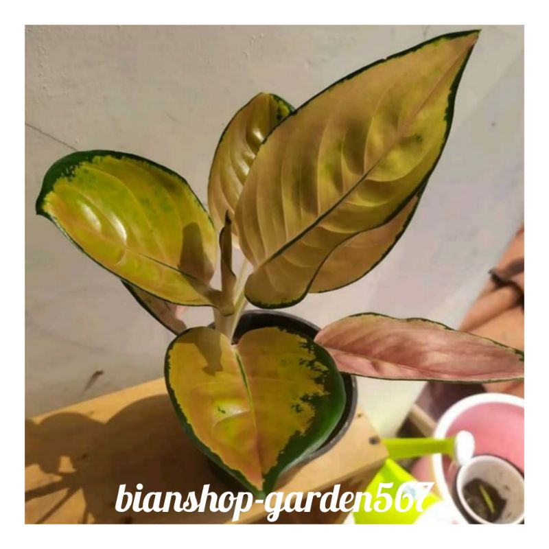 AGLONEMA SULTAN BRUNEI DEWASA SUPER/AGLONEMA SULTAN