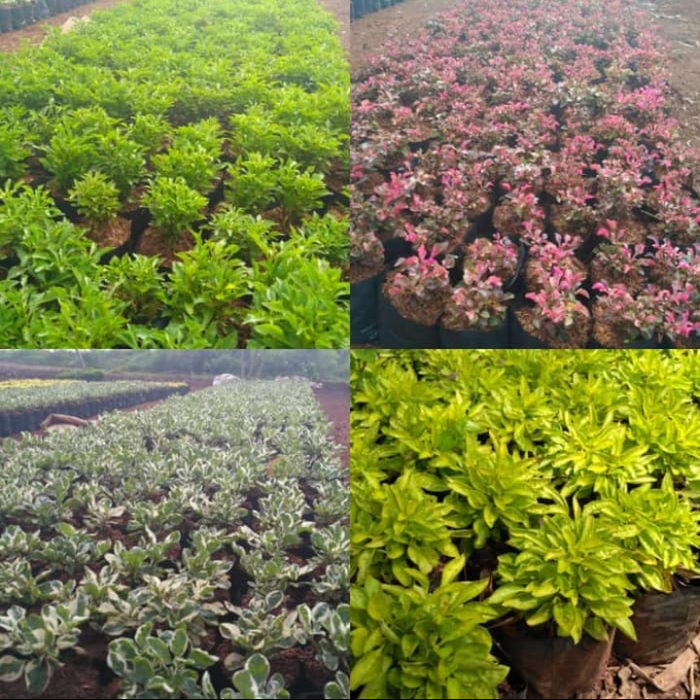 paketan 4 jenis kerokot - krokot - hijau - merah - putih dan kuning