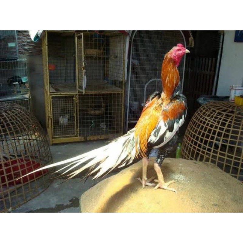 Anakan Ayam ekor lidi