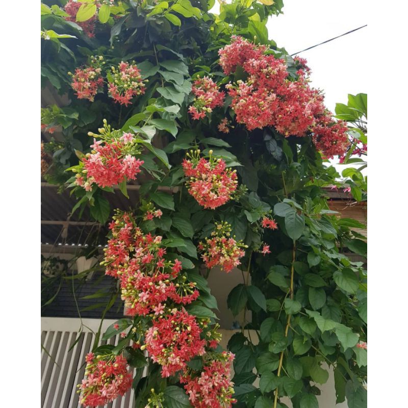 melati Belanda / melati Rambat