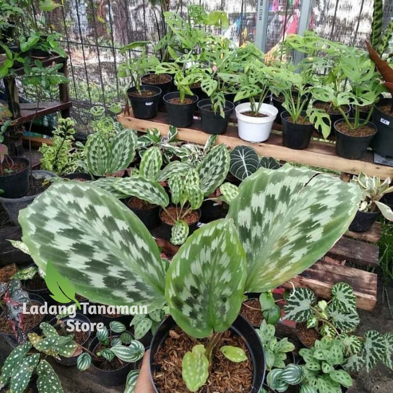 tanaman hias calatea merak - tanaman hias calatea bulu merak