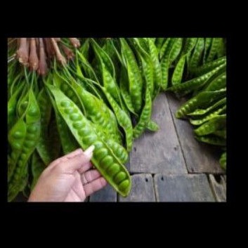 

Pete buah Petai lalapan 100 lonjor/ papan murah grosir grade A segar