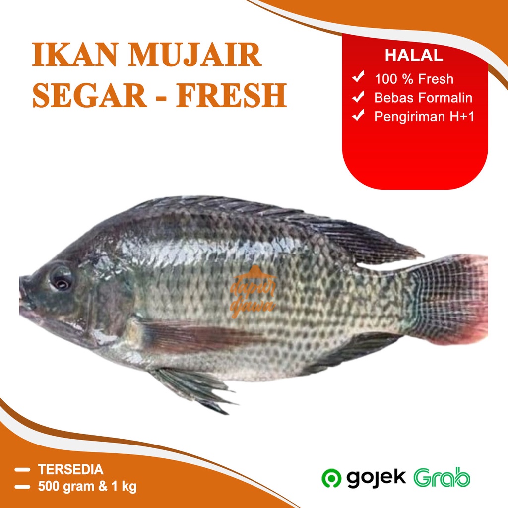 

IKAN MUJAER SEGAR FRESH KUALITAS PREMIUM 300GR 500GR 500GRAM 1000 GRAM 1 KG