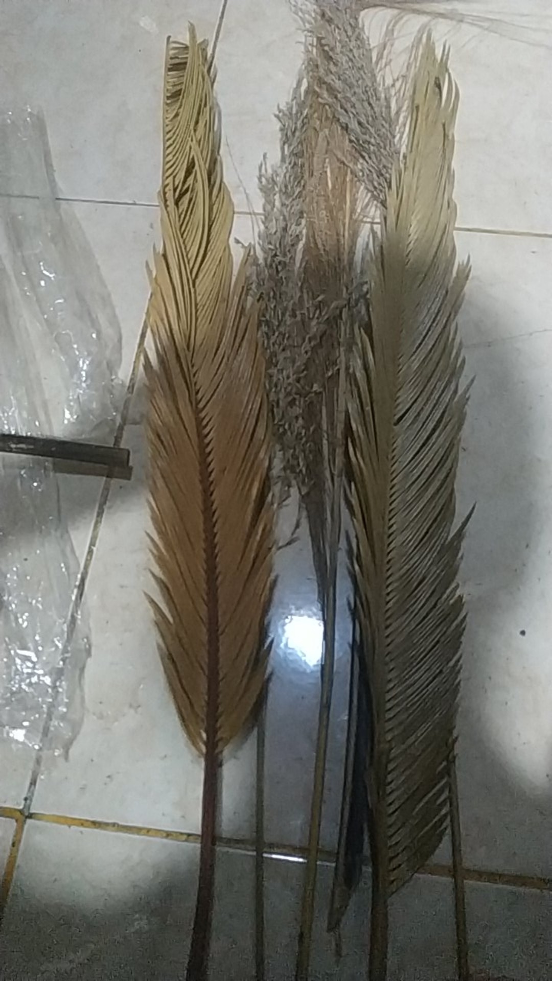 Daun Kering#sikas#mawar Jambe Original