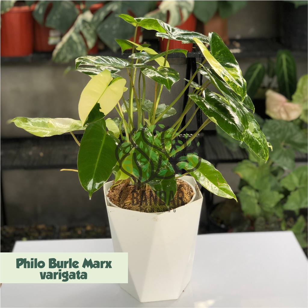 Tanaman Hias Philodendron Burlemarx/Philodendron Burle Marx - Brekele/Bunga Hias - Philo Brekele Mur