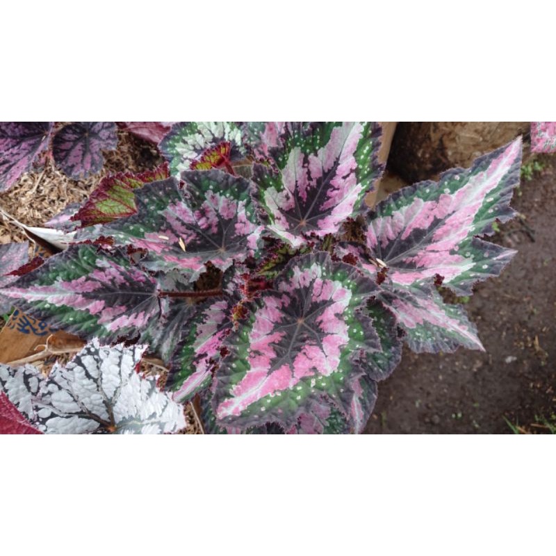 Tanaman Hias Begonia Pepelangian Jumbo