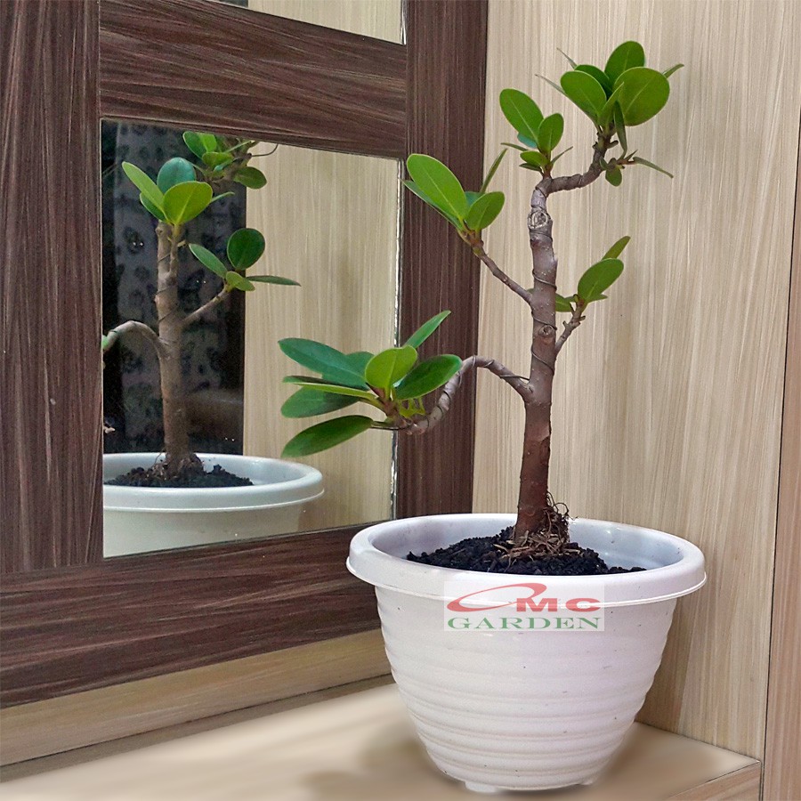 Tanaman Hias Pohon Bonsai Mame Beringin Korea Mini Dolar B-BK-011