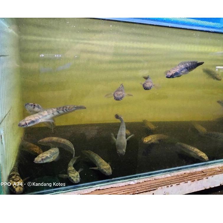 Harga Murah.. Channa Maru Yellow sentarum 11-13 cabung mata merah