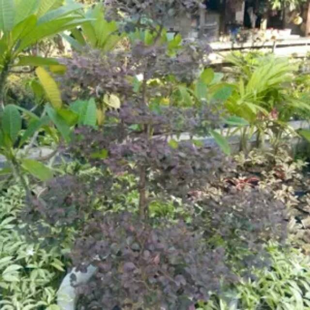 Bibit tanaman serut merah