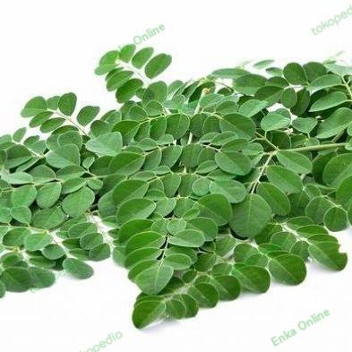 

sayur daun kelor pasar online makassar
