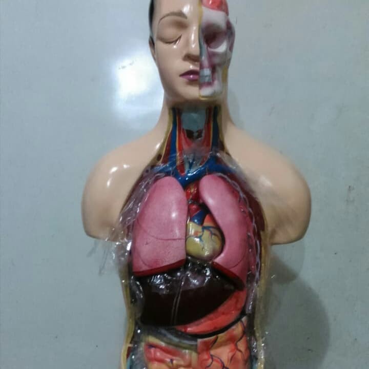 TORSO ANATOMI PHANTOM MANIKIN HUMAN HALF BODY MULTIFUNGSI PRIA LAKI LAKI