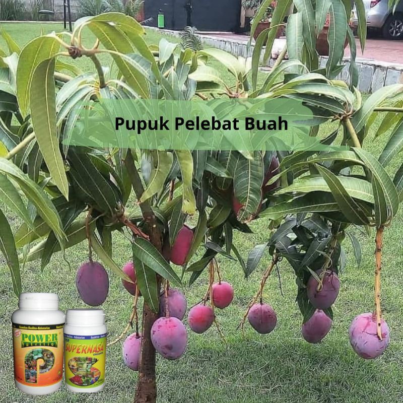 [Bonus NPK Macro] Pupuk Pelebat Buah anti Rontok | Untuk Kelengkeng, Durian, Mangga