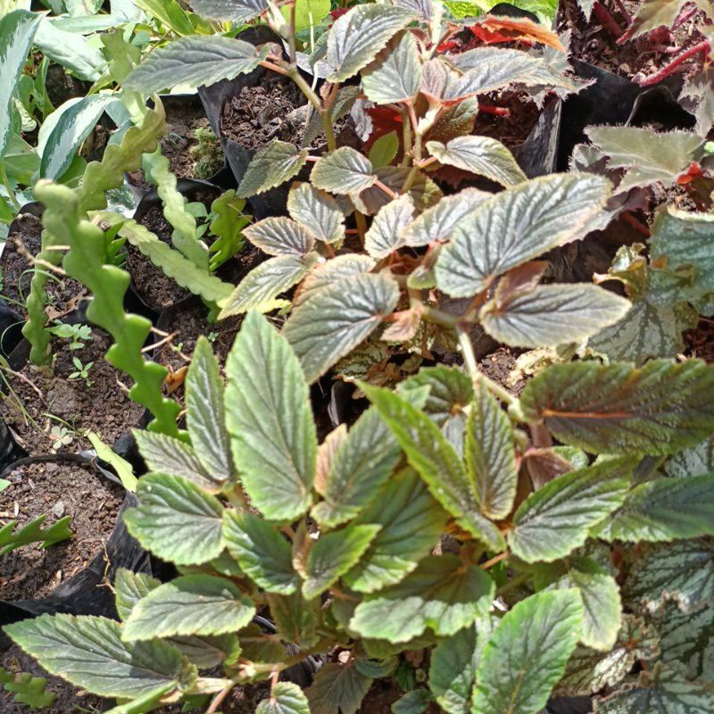 begonia coklat