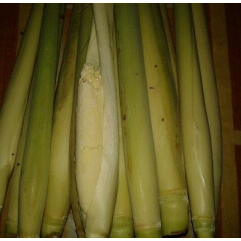

Terubuk sayur terbaik besar super/terubuk telur tebu