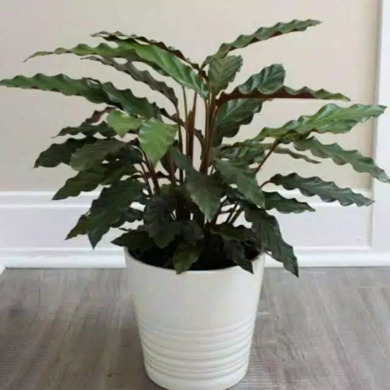 Tanaman hias calatea rupibarba - tanaman calatea