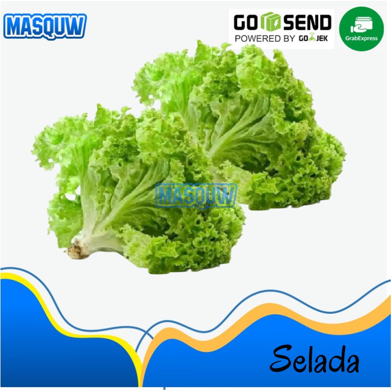 

Selada Kriting / Sayur Sayuran Segar By Masquw