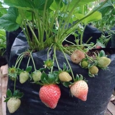 DIARY PETANI - Bibit Strawberry Mencir Premium