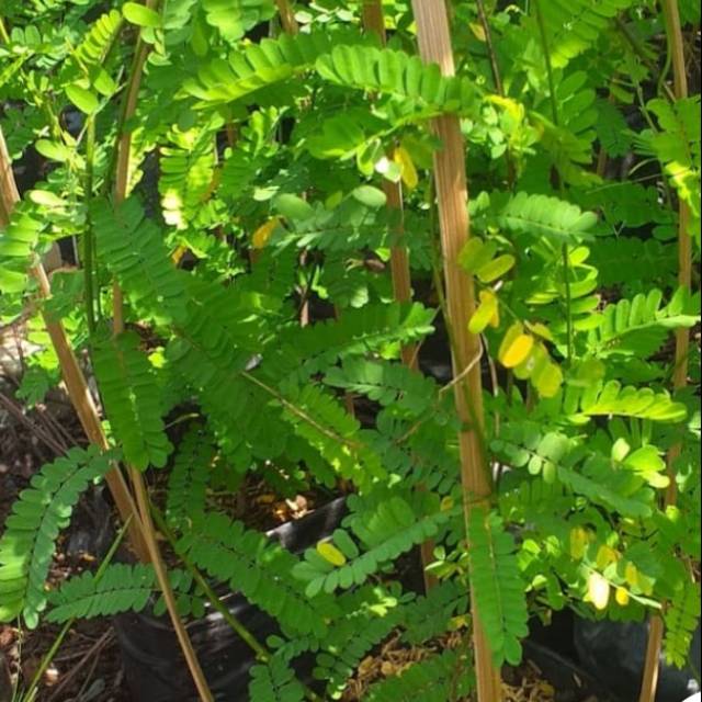 Pohon Saga / benih herbal / hiasan taman