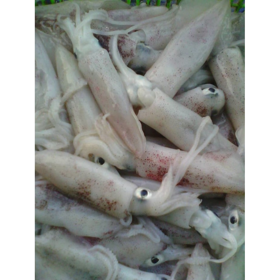 

Cumi Sero Cumi Basah fresh 500 gram Sayur Praktis Bandung