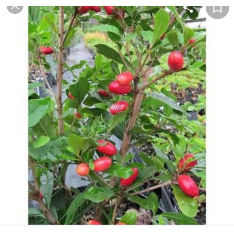 

bibit miracle fruit dengan rasanya yang manis