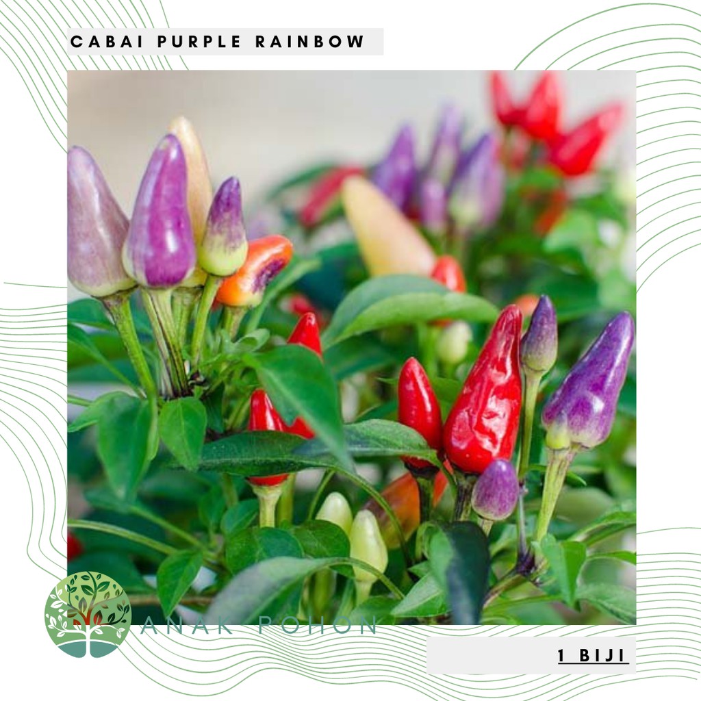 Benih Bibit Biji - Cabai Purple Rainbow Cabe Pelangi Pepper Seeds - Buah Sangat Produktif