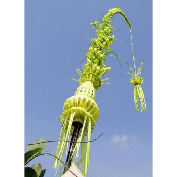 TERMURAH  Janur Kuning Untuk Ketupat Dan Anyaman