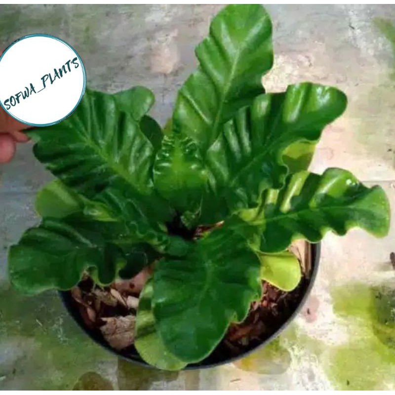 TANAMAN HIAS KADAKA LASAGNA (COBRA)