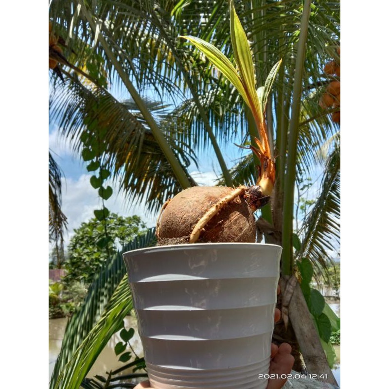 

hobi kembang, bongsai kelapa siap pajang