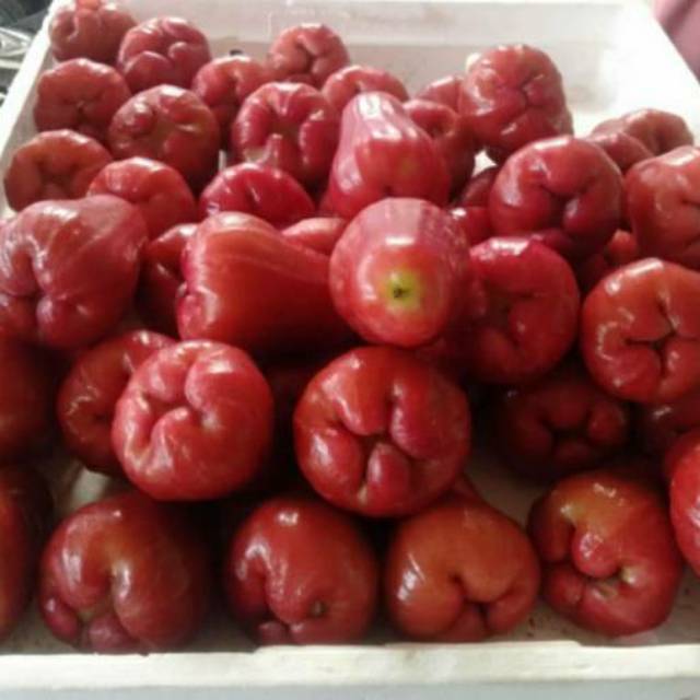 

Jambu Citra Merah berat 1000 gram