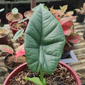 alocasia nebula