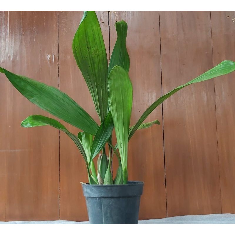 Anggrek Coelogyne Asperata Dewasa Tanaman Hias