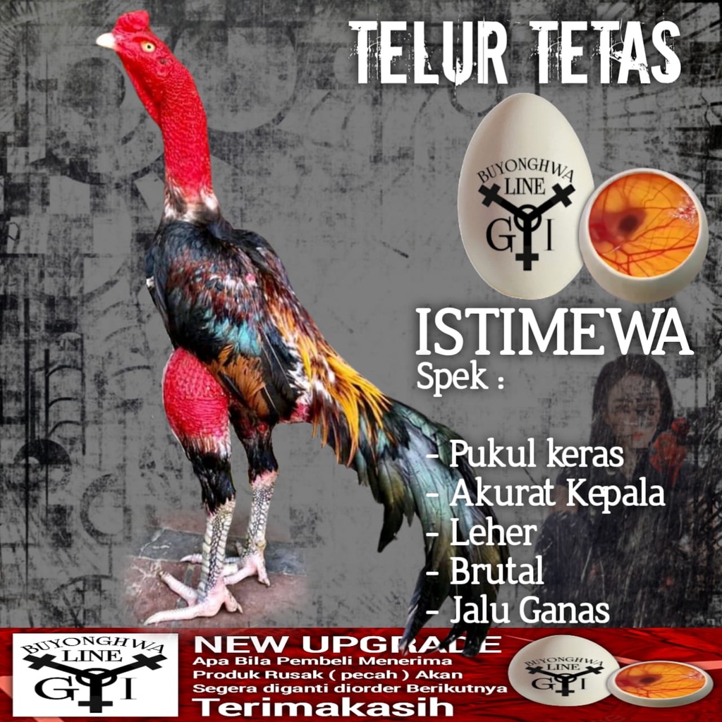 telur ayam bangkok pakhoy mix ganoi buyonghwa new upgrade