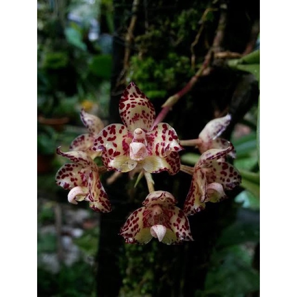 Anggrek Bulbophyllum Refractilingue | Bulbo Murah | Bulbophyllum Orchid