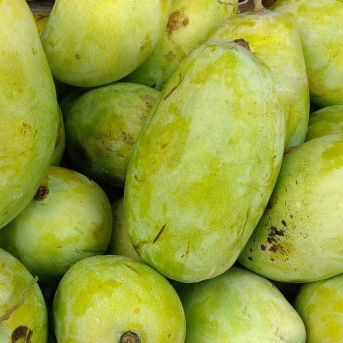 

Buah Mangga Budiraja (900g-1kg)