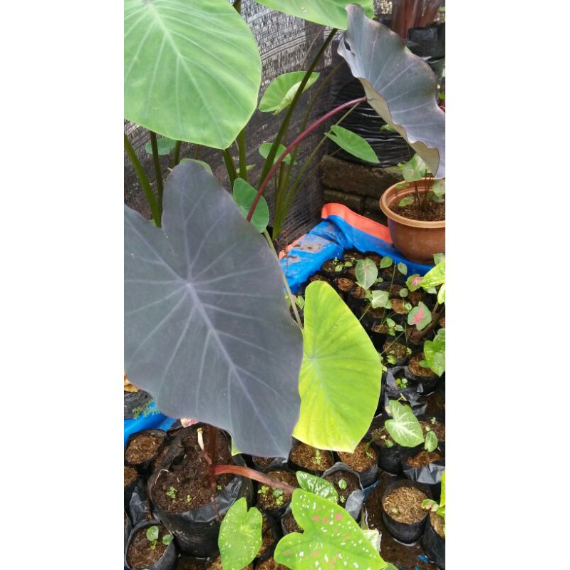 Keladi/Caladium Black Magic ✔ Bibit✔