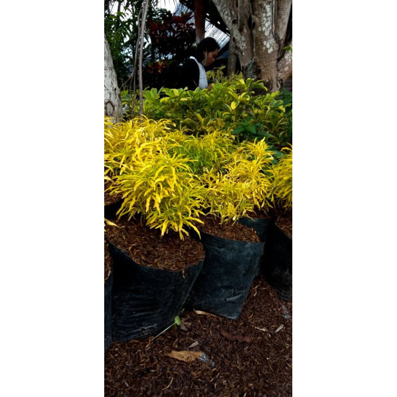 Bunga Brokoli Kuning